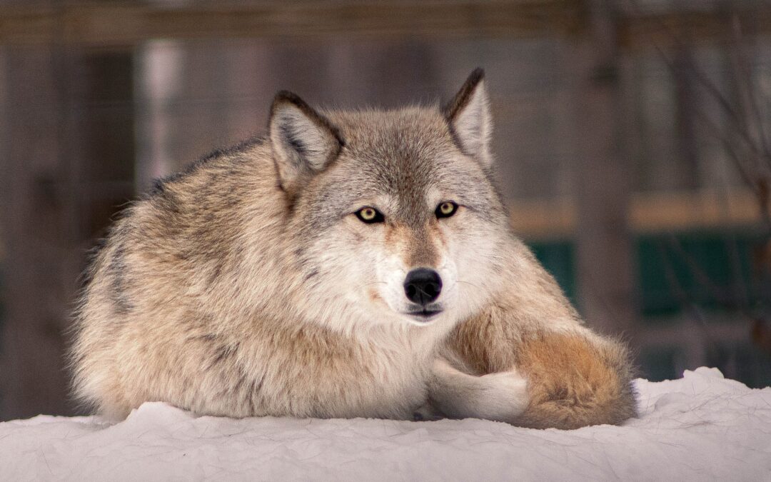 Idaho Gov. Signs Bill To Allow Killing 90% Of State's Wolves | HuffPost